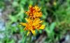 Crepis aurea