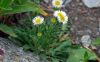 Erigeron alpinus