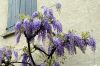 Wisteria sinensis