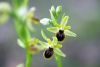 Ophrys litigiosa