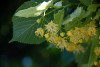 Tilia cordata