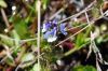 Veronica serpyllifolia