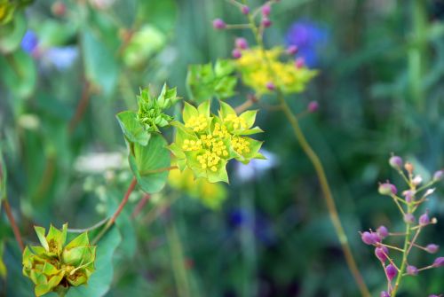 Fleurs