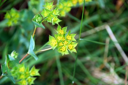 Fleurs