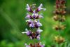 Salvia officinalis