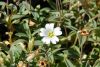 Cerastium latifolium