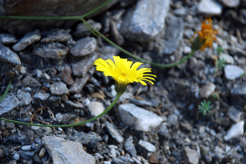 Fleurs