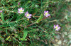 Spergularia rubra