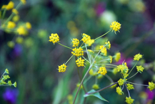 Fleurs