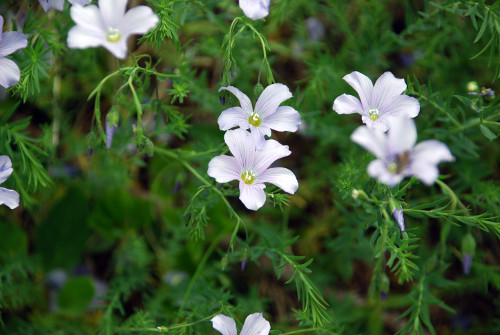 Fleurs