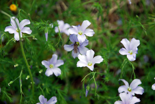 Fleurs