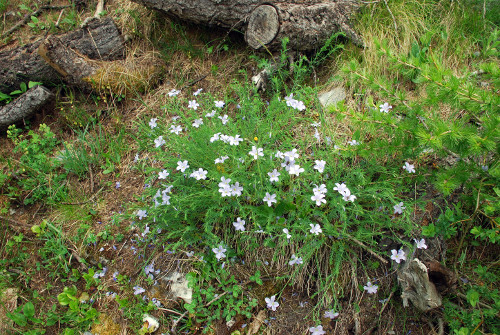 Fleurs