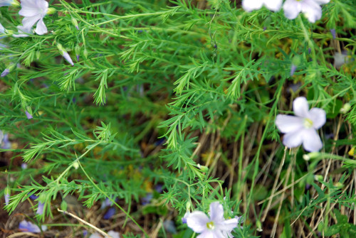 Fleurs