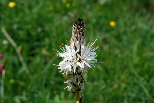 Fleurs